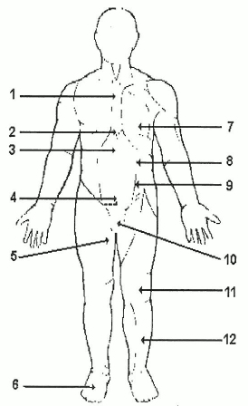 Front of body